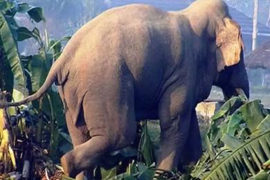 वन्यजन्तु बस्ती पस्न थालेपछि स्थानीय त्रसित