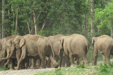 झापाको कचनकवलमा हात्तीबाट जोगिन बसाइ सर्ने बढे
