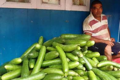 काँक्रा खेतीले बदलियो इलामका किसानको जीवनस्तर