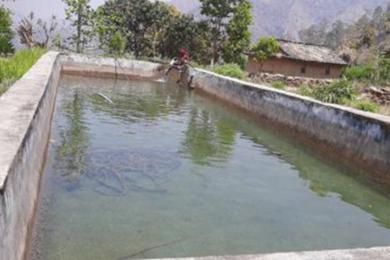पोखरीमा पानी सङ्कलन गरेर सागसब्जी फलाउँदै कैलालीका किसान