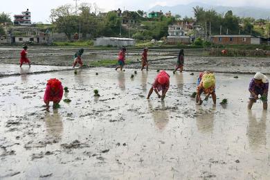काँठ क्षेत्रका किसानलाई कोरोना बिर्साउँदै धान रोपाइँको चटारो