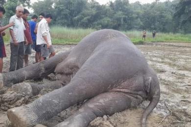 झापामा  ५ महिनामा २ हात्ती मृत फेला