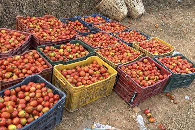 बजार नपाउँदा बारीमै कुहिन थाल्यो गोलभेँडा