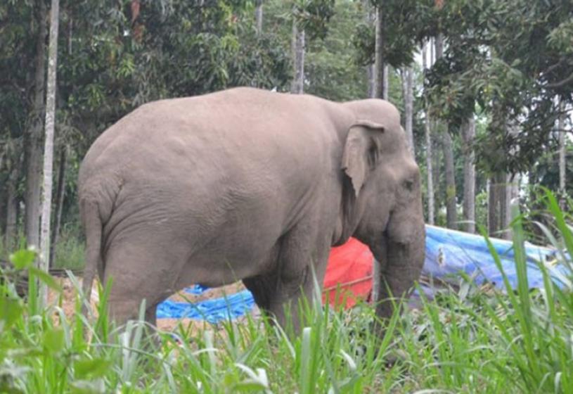 कञ्चनपुरमा जङ्गली हात्तीबाट गहुँबाली जोगाउन रातभर जाग्राम