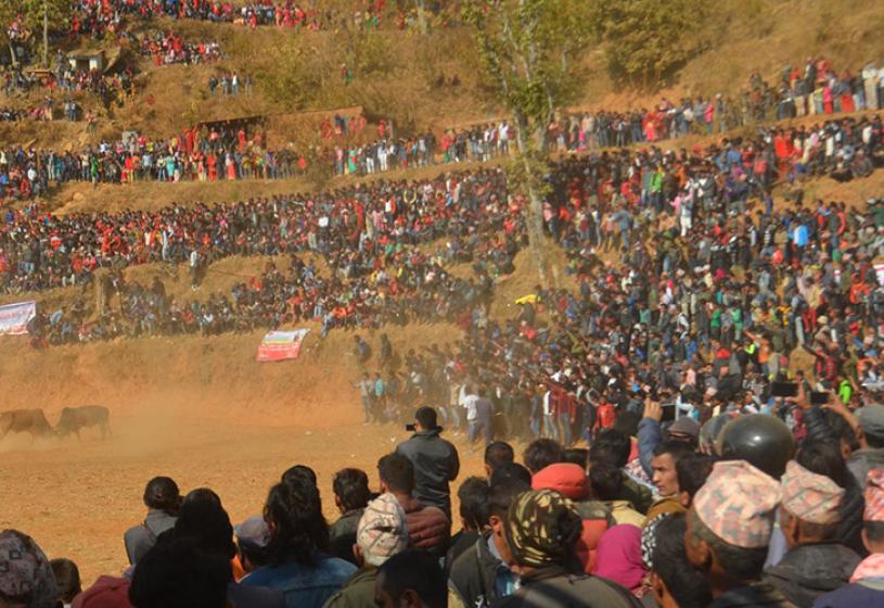 गोरु जुधाइ : मनोरञ्जनको माध्यमदेखि विजयोत्सवको गाथा
