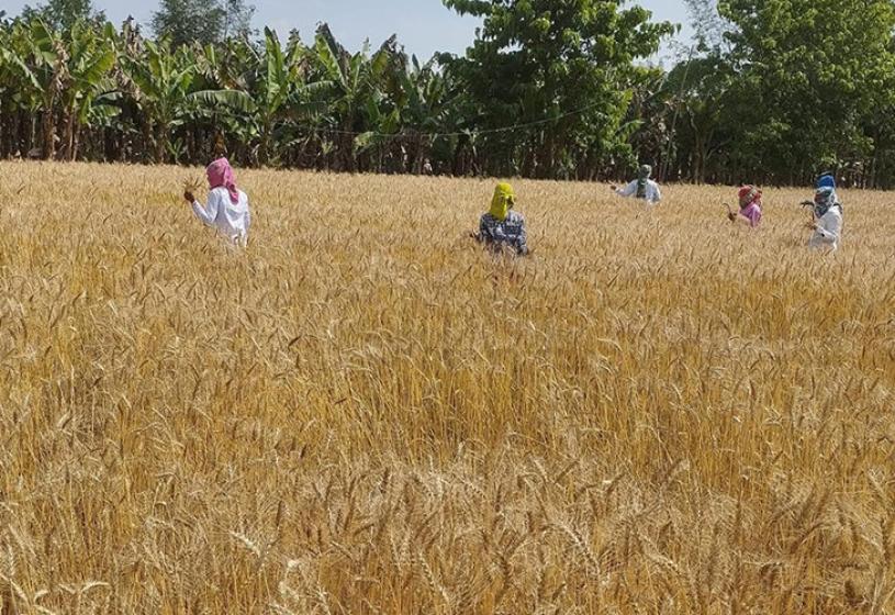 गहुँ खेतीमा रगिन गरिँदै