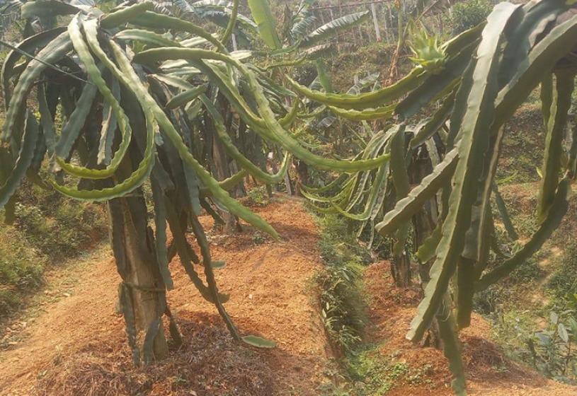 स्याङ्जाका शिवको लोभलाग्दो ‘ड्रागन फ्रुट’ खेती