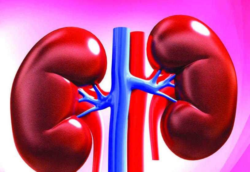 ग्राण्डीमा १०३ बिरामीको मिर्गौला प्रत्यारोपण