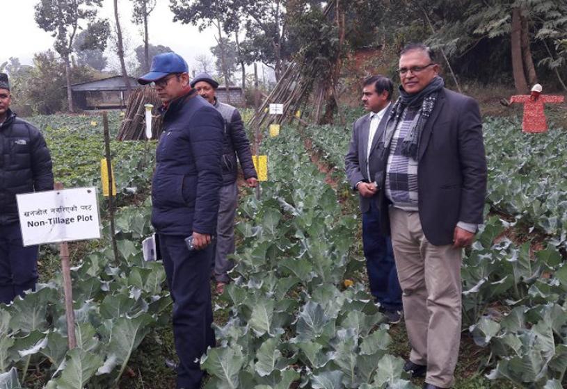 पाँचखालको तरकारीमा विषादी अवशेष घट्यो : प्रतिवेदन