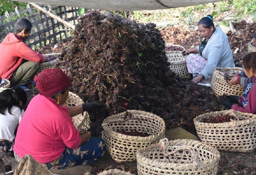 अलैंची उत्पादन घट्यो, मूल्य बढ्यो